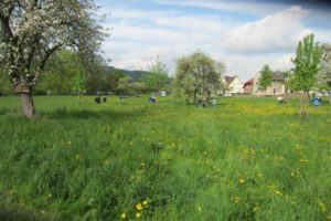 Kl. 3a u. 3b_Obstwiese 3.5.18 (11)